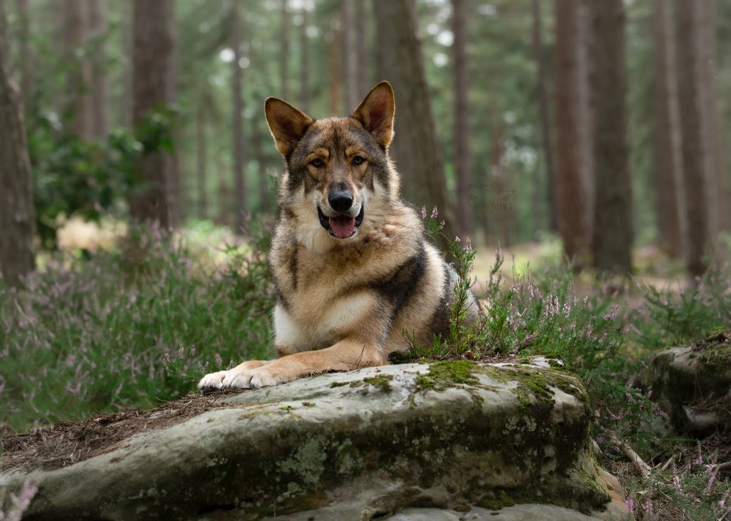 Piece of midgard falkor Des Terres Du Valhalla