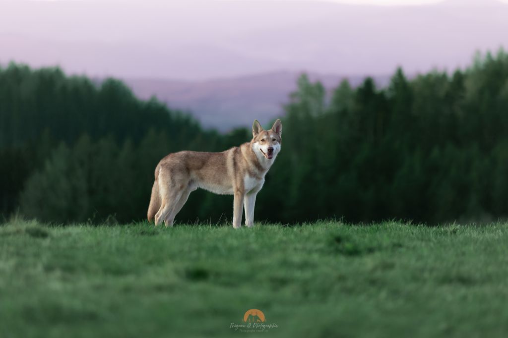 CH. Utgard's fortress skyrmir Des Terres Du Valhalla