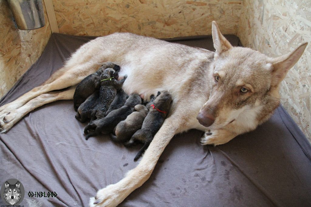 Chiot Chien-loup de Saarloos Des Terres Du Valhalla