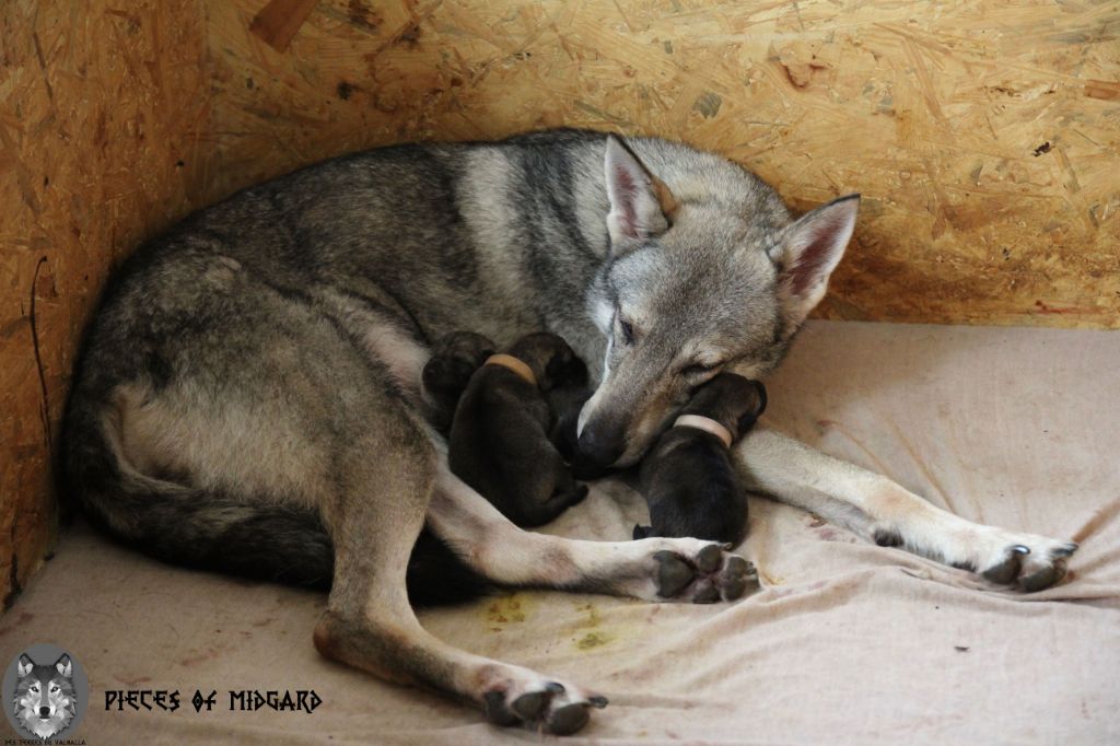 Des Terres Du Valhalla - Chien-loup de Saarloos - Portée née le 03/06/2019