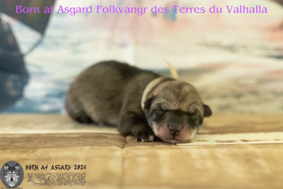 Børn af Asgard Folkvangr