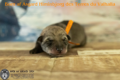 Børn af Asgard Himinbjörg