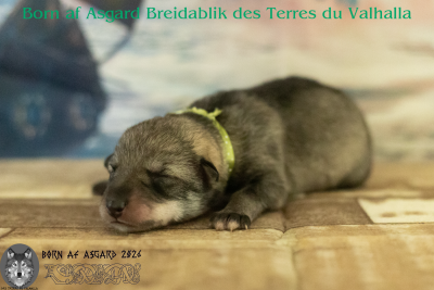 Børn af Asgard Breidablik